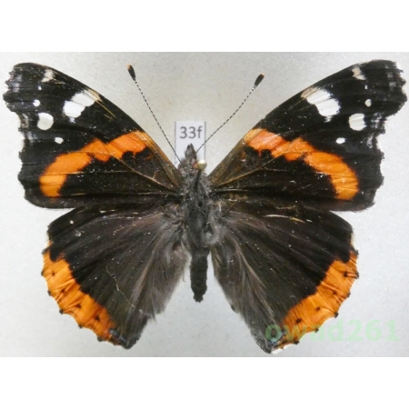 Vanessa atalanta (Linnaeus, 1758) Poland33f